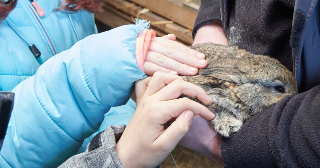 Wunderfinder bei den Kaninchen